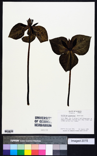 Trillium stamineum image