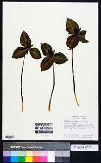 Trillium stamineum image