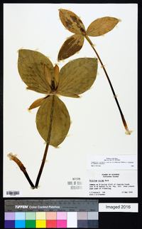 Trillium viride image