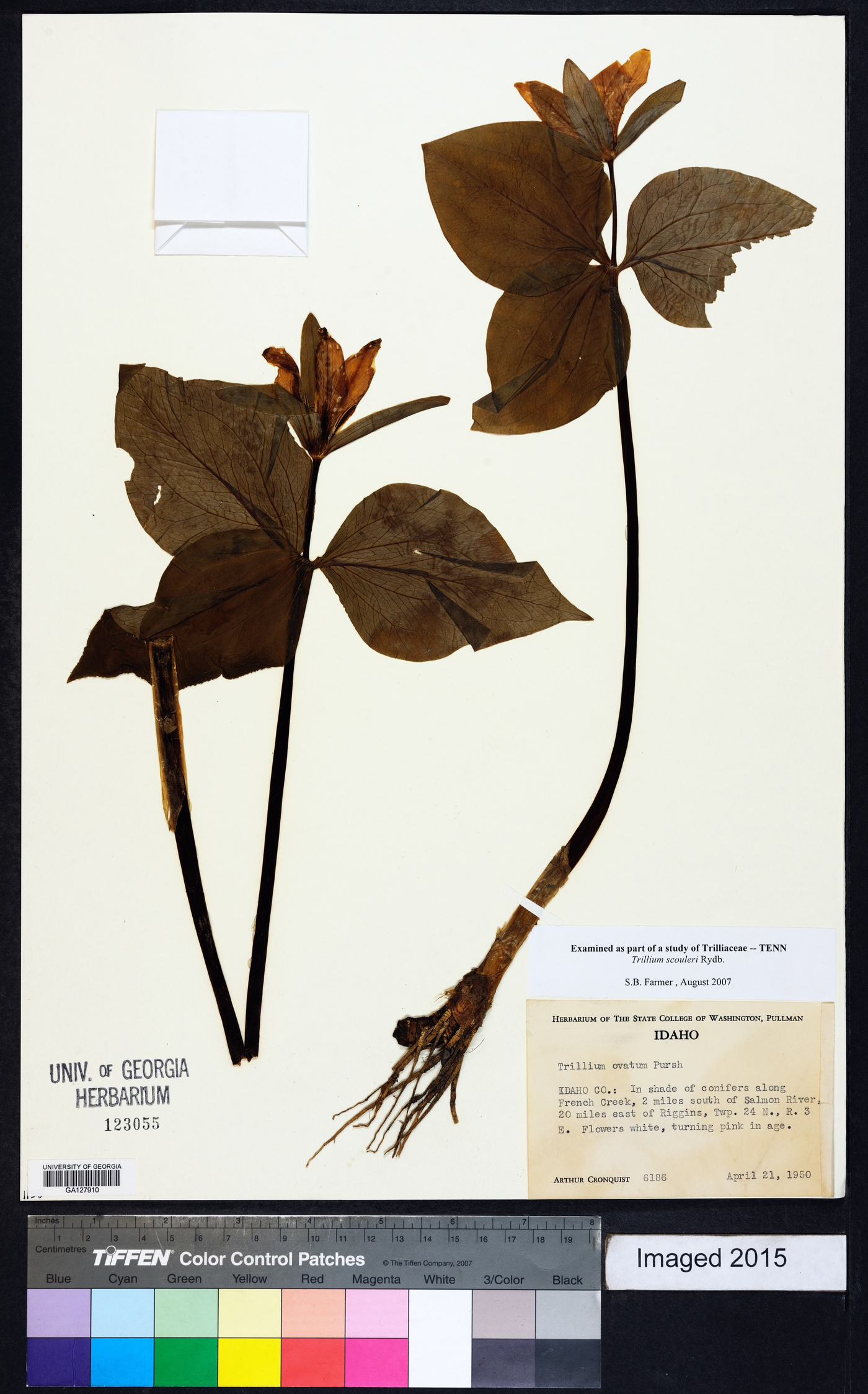 Trillium scouleri image