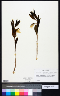 Uvularia floridana image