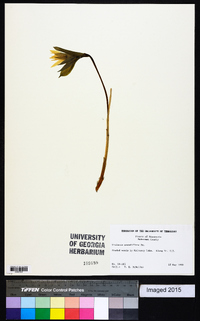 Uvularia grandiflora image