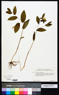 Uvularia perfoliata image