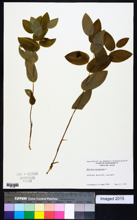 Uvularia perfoliata image