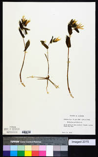 Uvularia perfoliata image