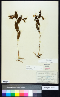 Uvularia perfoliata image