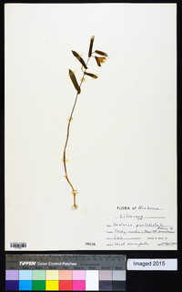 Uvularia perfoliata image