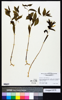 Uvularia sessilifolia image