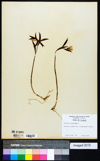 Uvularia sessilifolia image