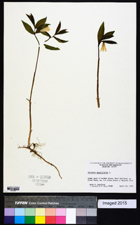 Uvularia sessilifolia image