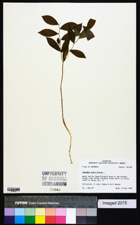 Uvularia sessilifolia image