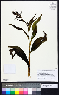 Veratrum viride image