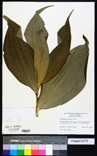 Veratrum viride image