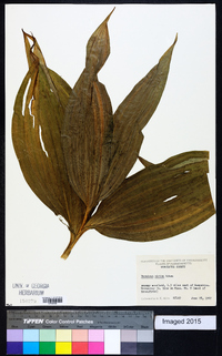 Veratrum viride image