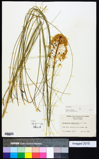 Xerophyllum asphodeloides image