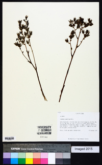 Zigadenus glaberrimus image