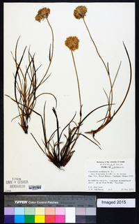 Conostylis aculeata image