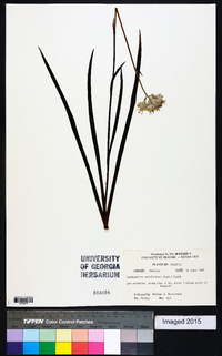 Lachnanthes caroliniana image