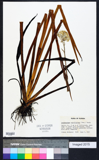 Lachnanthes caroliniana image