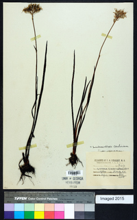 Lachnanthes caroliniana image