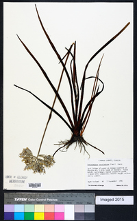 Lachnanthes caroliniana image