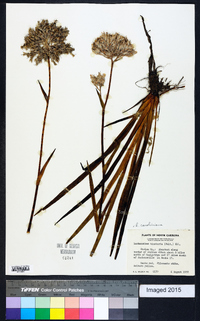 Lachnanthes caroliniana image