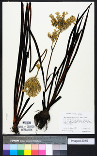 Lachnanthes caroliniana image