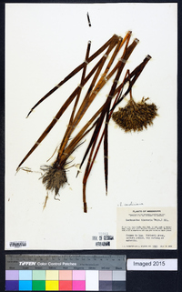 Lachnanthes caroliniana image