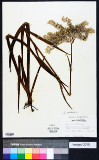 Lachnanthes caroliniana image