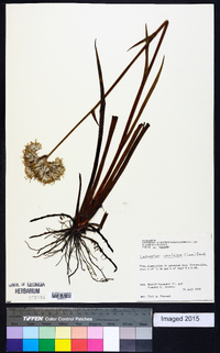 Lachnanthes caroliniana image