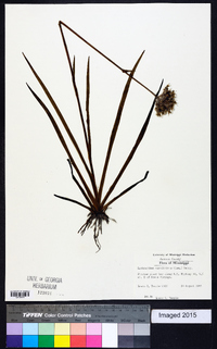 Lachnanthes caroliniana image