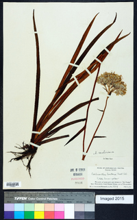 Lachnanthes caroliniana image