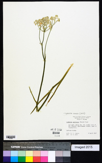 Lophiola aurea image