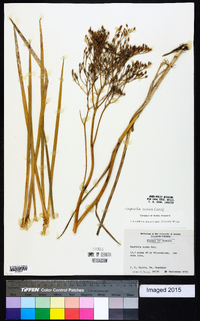 Lophiola aurea image