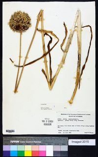 Allium ampeloprasum image