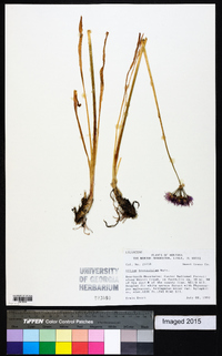 Allium brevistylum image