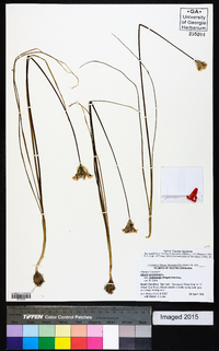 Allium canadense var. mobilense image