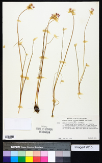 Allium canadense var. canadense image