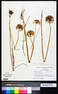 Allium canadense var. mobilense image