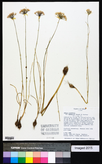 Allium canadense var. mobilense image