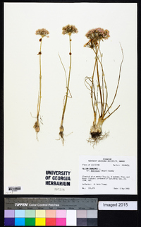 Allium canadense var. mobilense image