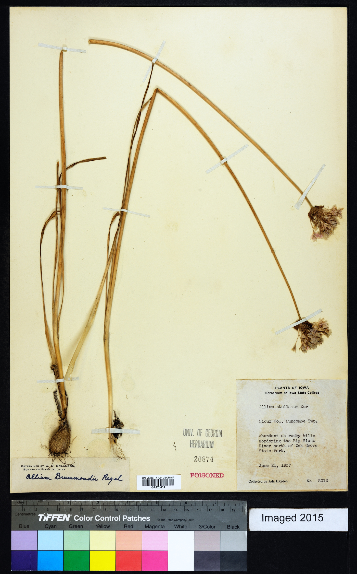 Allium drummondii image