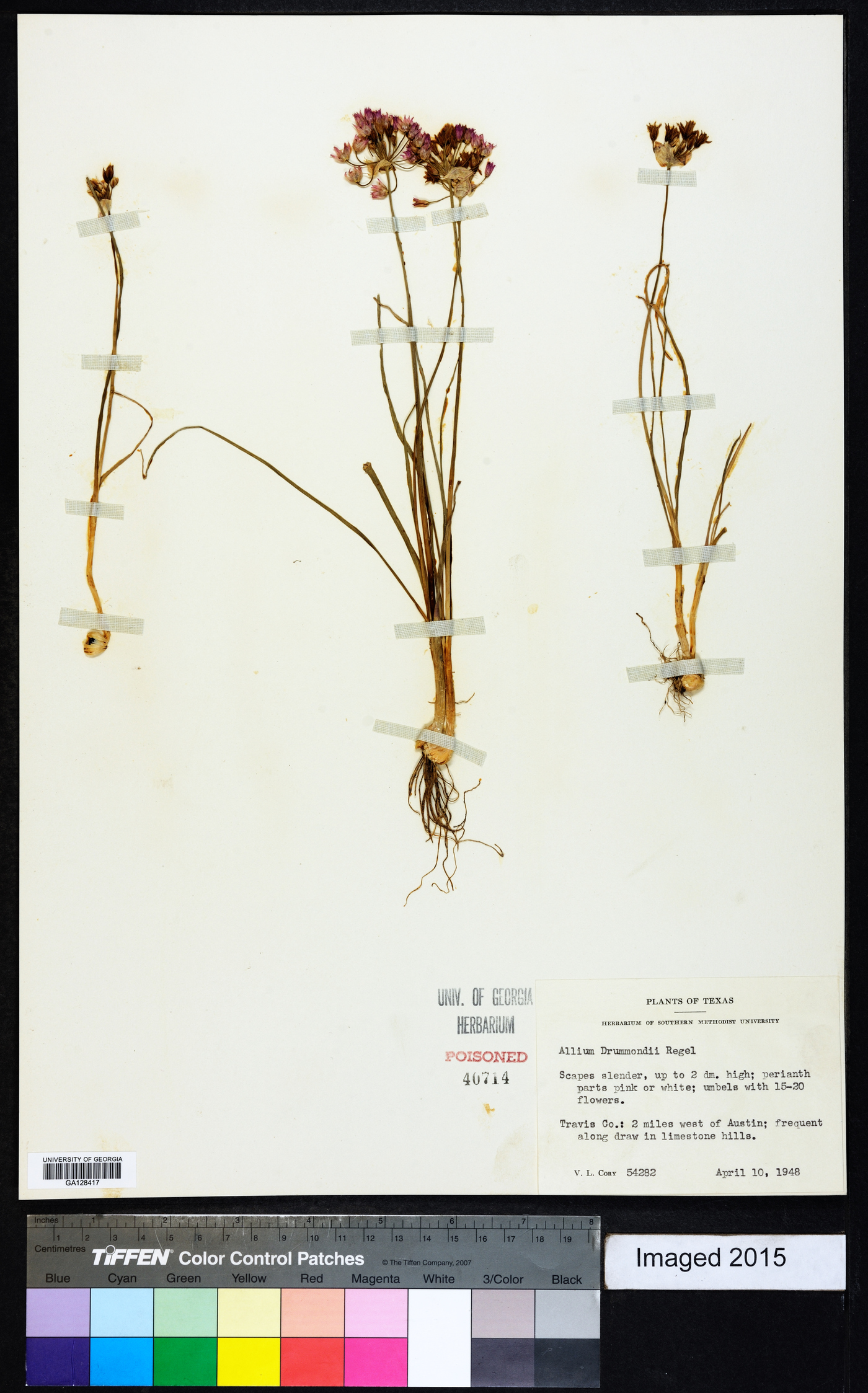 Allium drummondii image