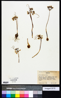 Allium macrum image