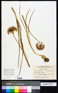 Allium canadense var. mobilense image