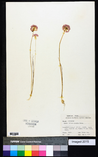 Allium canadense var. mobilense image