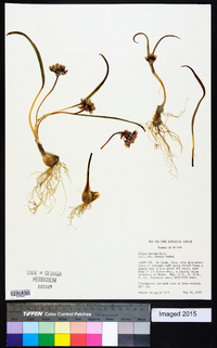 Allium parvum image