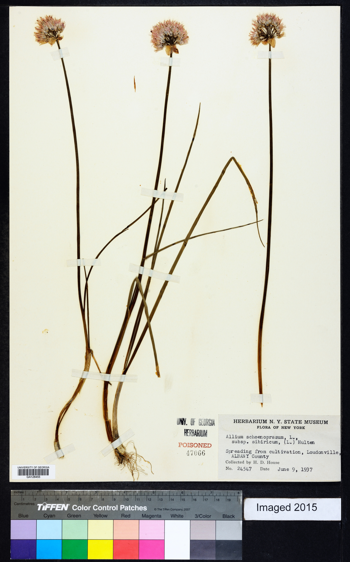 Allium schoenoprasum subsp. sibiricum image