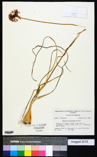 Allium stellatum image