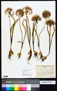 Allium tolmiei var. platyphyllum image